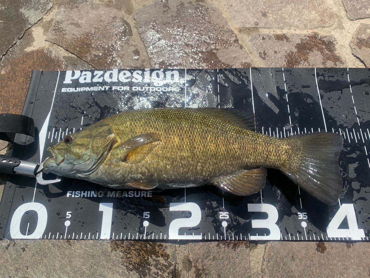 スモールマウスバス