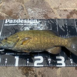 スモールマウスバス