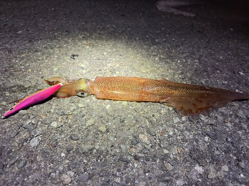 ヤリイカの釣果