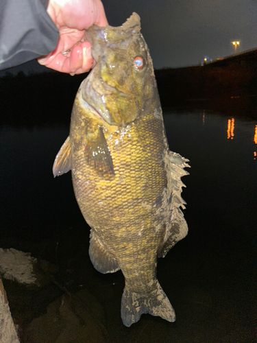 スモールマウスバス