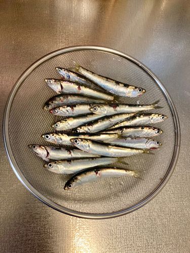 カタクチイワシの釣果