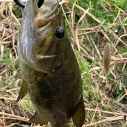 スモールマウスバス