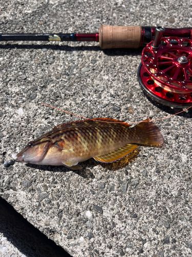 アカササノハベラの釣果