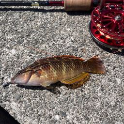 アカササノハベラ