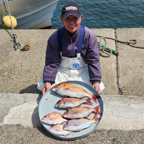 マダイの釣果