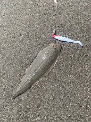 シタビラメの釣果