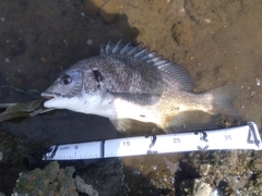 キビレの釣果