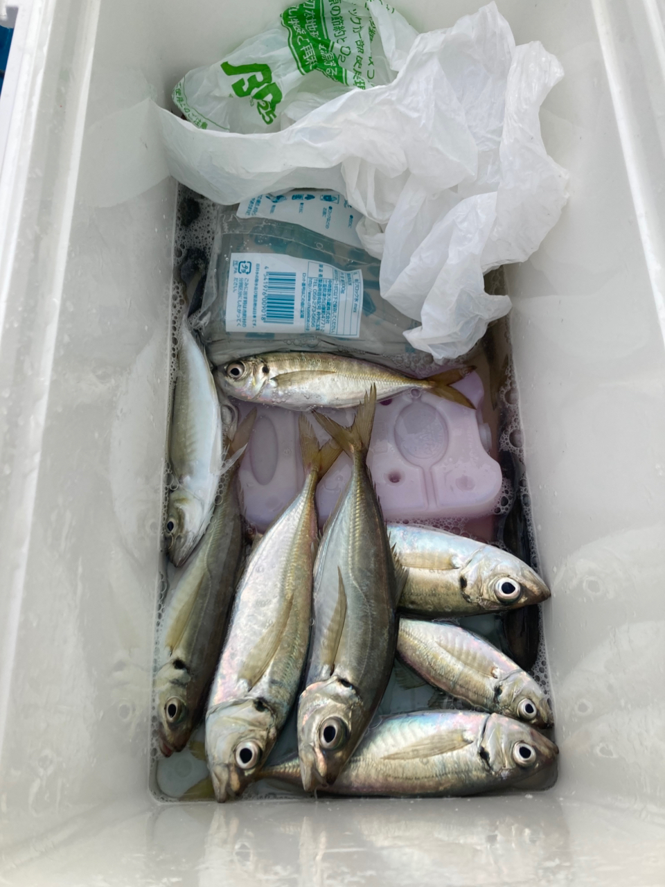釣果情報【栄宝丸つり舟店/木更津港】2025年4月速報 釣果情報【栄宝丸つり舟店/木更津港】2025年4月速報
