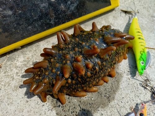 ナマコの釣果