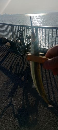 サヨリの釣果