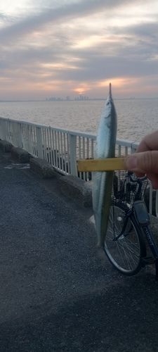 サヨリの釣果