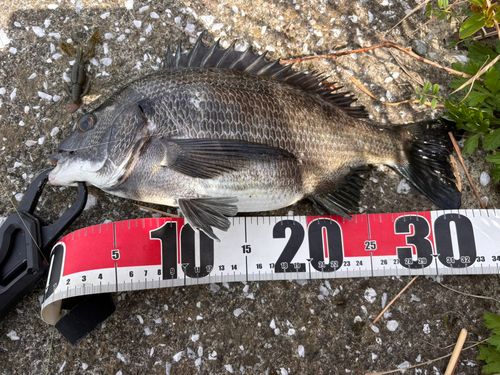 クロダイの釣果