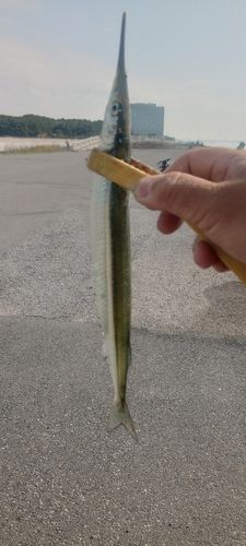 サヨリの釣果