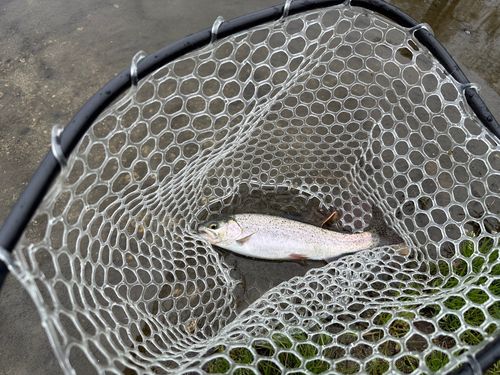 ニジマスの釣果
