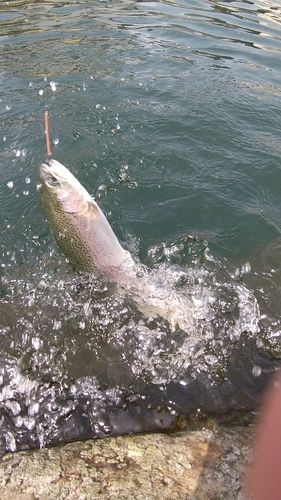 レインボートラウトの釣果