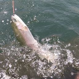 レインボートラウト