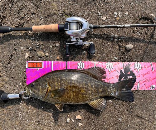スモールマウスバスの釣果