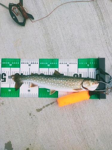 アメマスの釣果