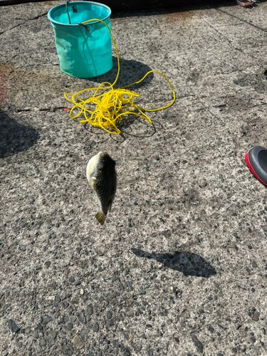 クサフグの釣果