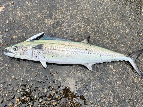 サワラの釣果