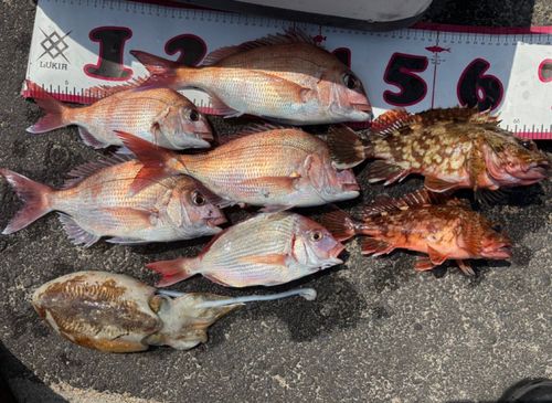 マダイの釣果