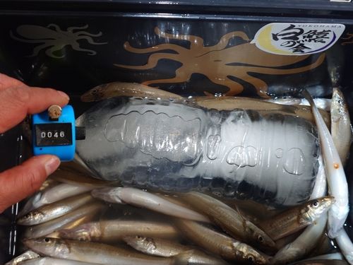 シロギスの釣果