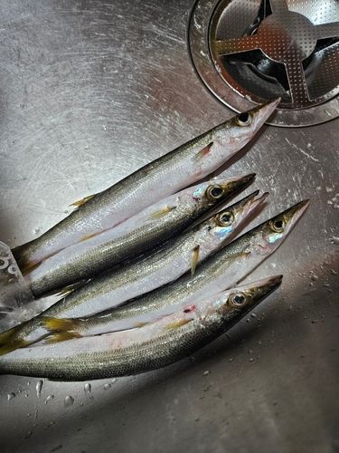 カマスの釣果