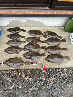 マコガレイの釣果