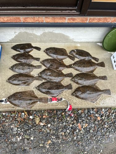 マコガレイの釣果