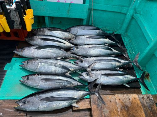 ビンチョウマグロの釣果
