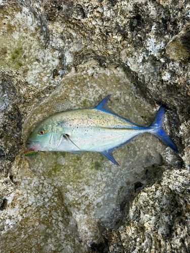 カスミアジの釣果