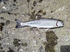 ヤマメの釣果