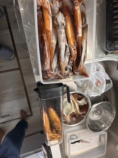 スルメイカの釣果