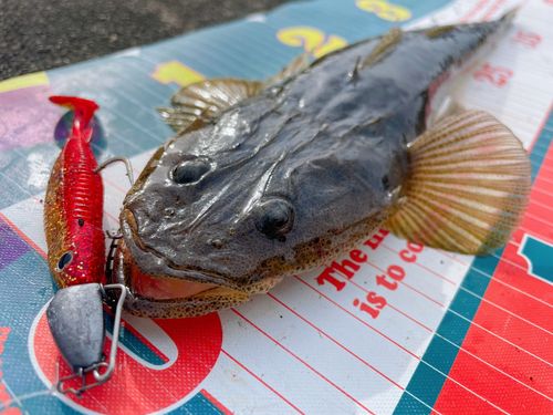 マゴチの釣果