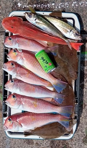 アマダイの釣果