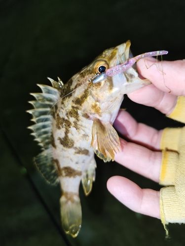 タケノコメバルの釣果