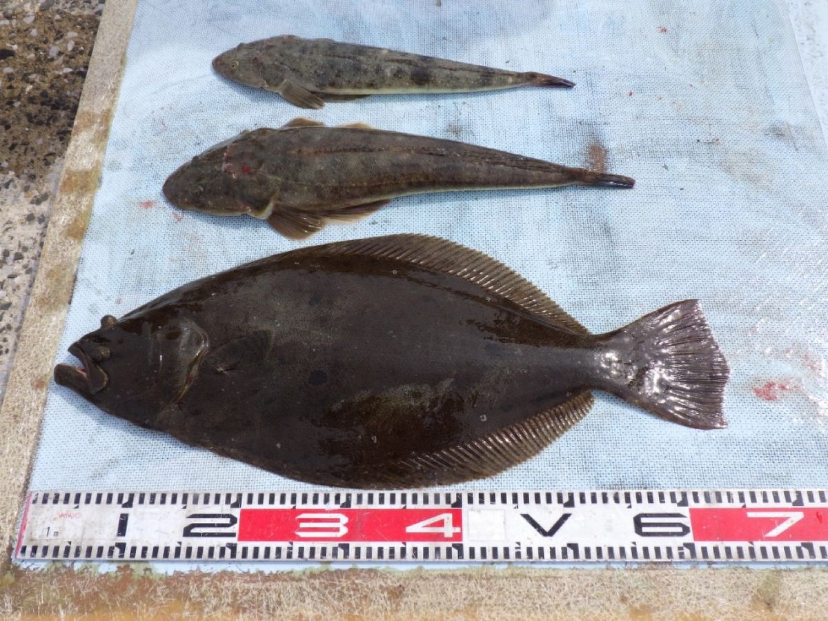 石川釣船@船長さんの釣果 2枚目の画像