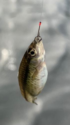 クチボソの釣果