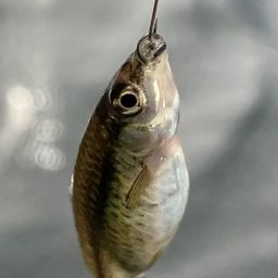 クチボソ
