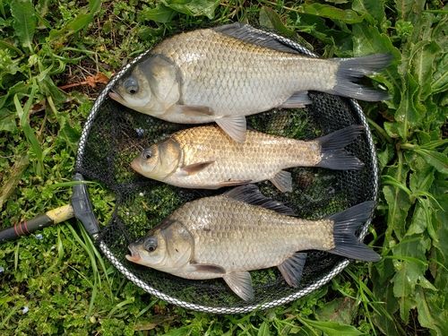 ヘラブナの釣果