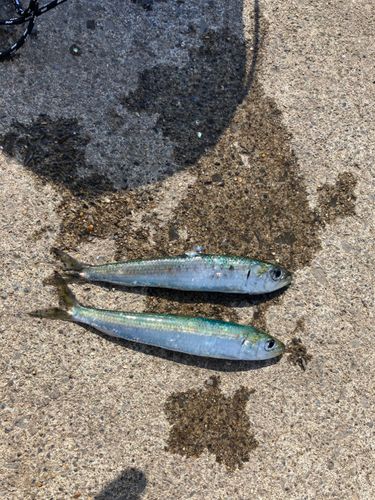 イワシの釣果