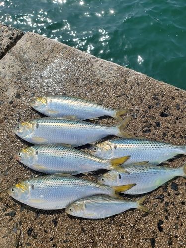 コノシロの釣果