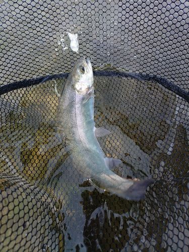 ニジマスの釣果