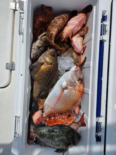 メバルの釣果