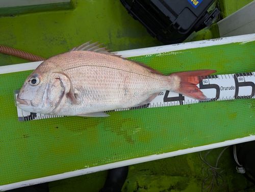 マダイの釣果