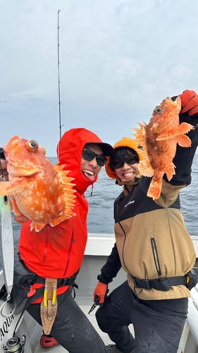 ウッカリカサゴの釣果