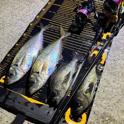アジ