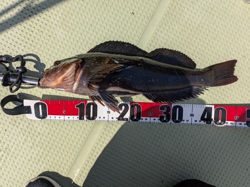 アイナメの釣果