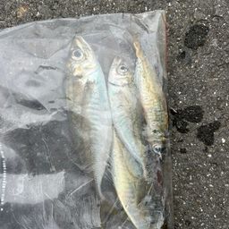 アジ