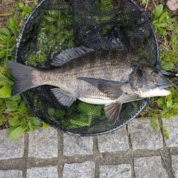 クロダイ